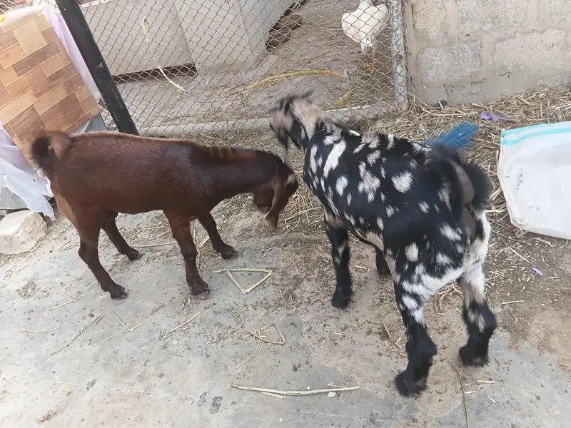 desi bakry urgent urgent sale — photo 5