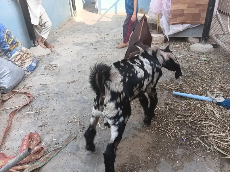 desi bakry urgent urgent sale — photo 7