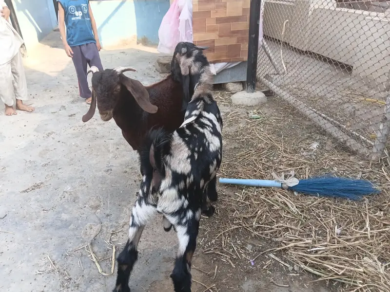 desi bakry urgent urgent sale — photo 8