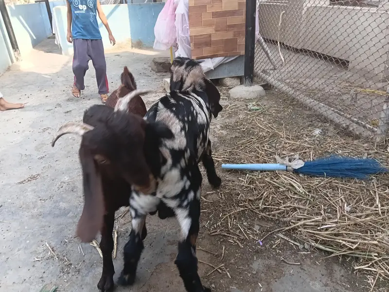 desi bakry urgent urgent sale — photo 9