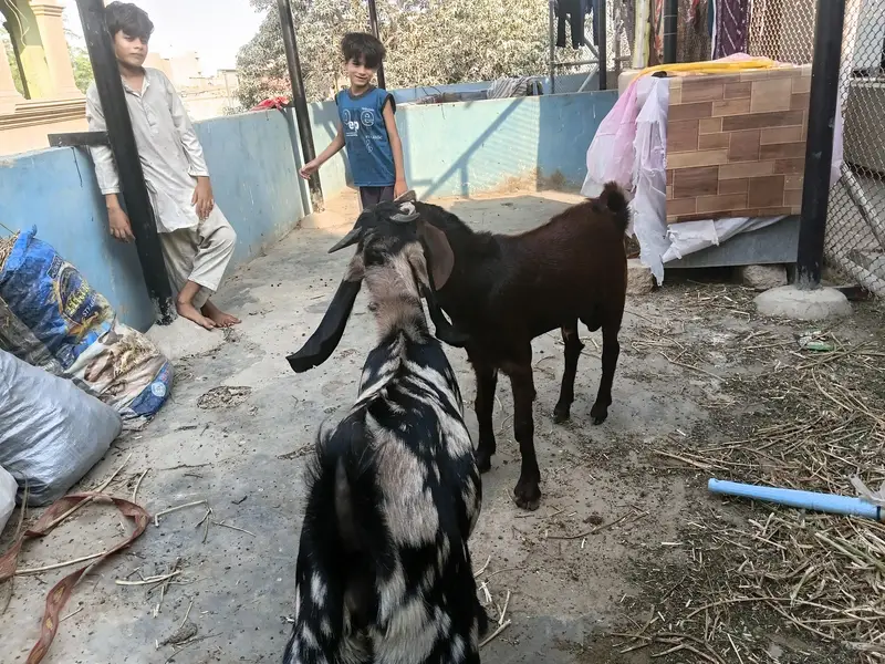desi bakry urgent urgent sale — photo 11