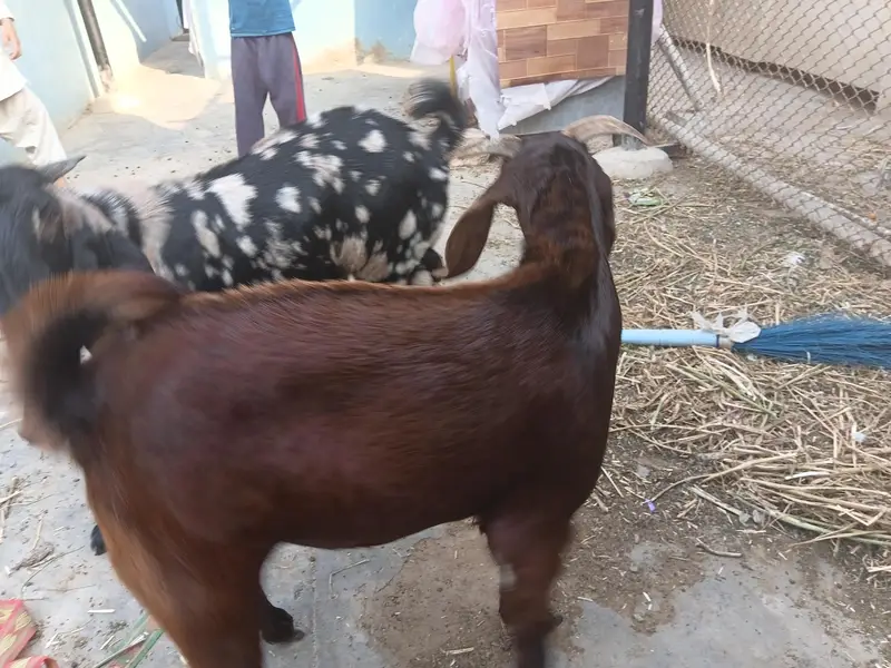 desi bakry urgent urgent sale — photo 12