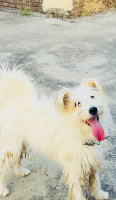 Russian female dog