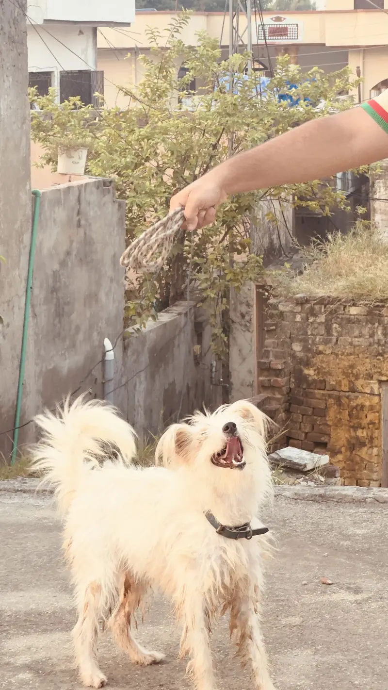 Russian female dog — photo 2