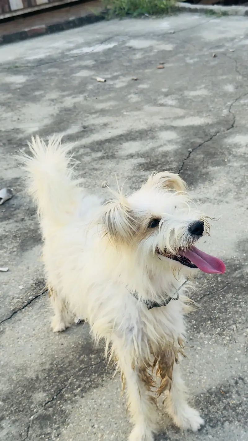 Russian female dog — photo 3