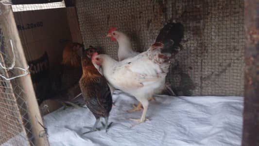 Golden Misri Murgiyon 5