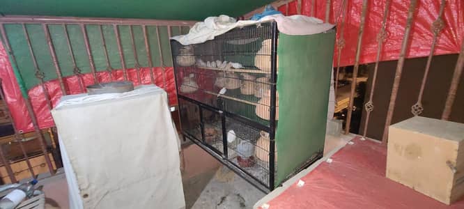 iron angle colony cage 10 by 10 condition