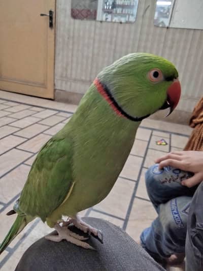 green parrot mail