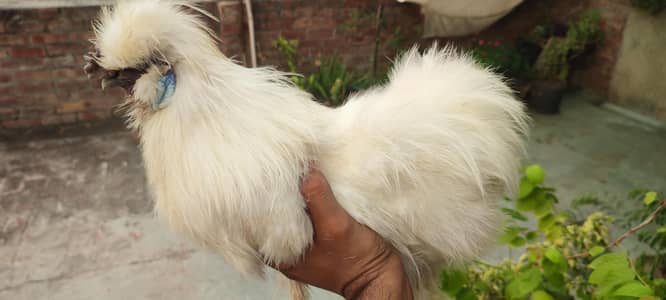 silkie male hen for sale
