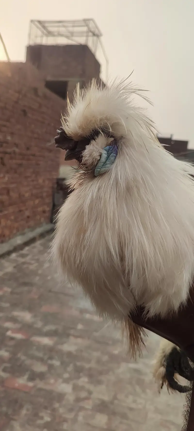 silkie male hen for sale — photo 2