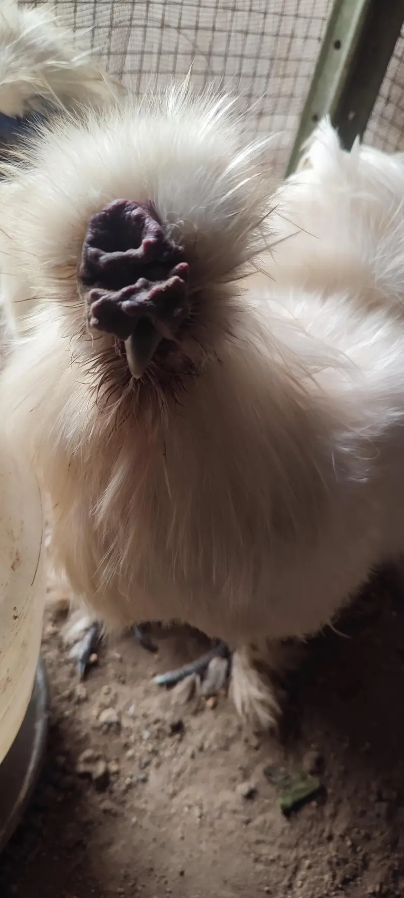 silkie male hen for sale — photo 3
