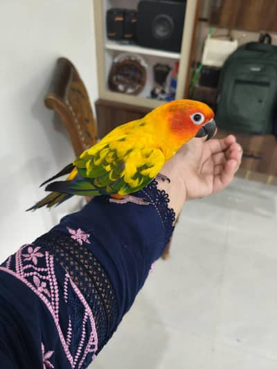 Sun Conure Hand tame