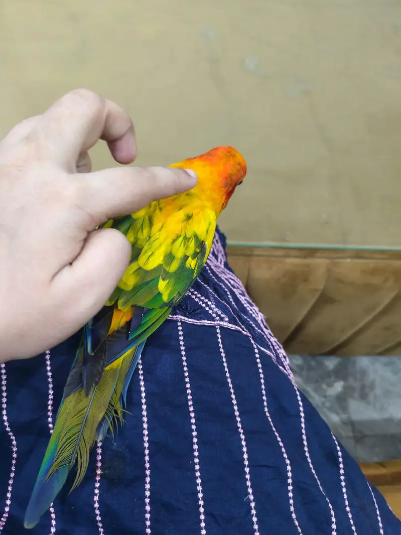 Sun Conure Hand tame — photo 2