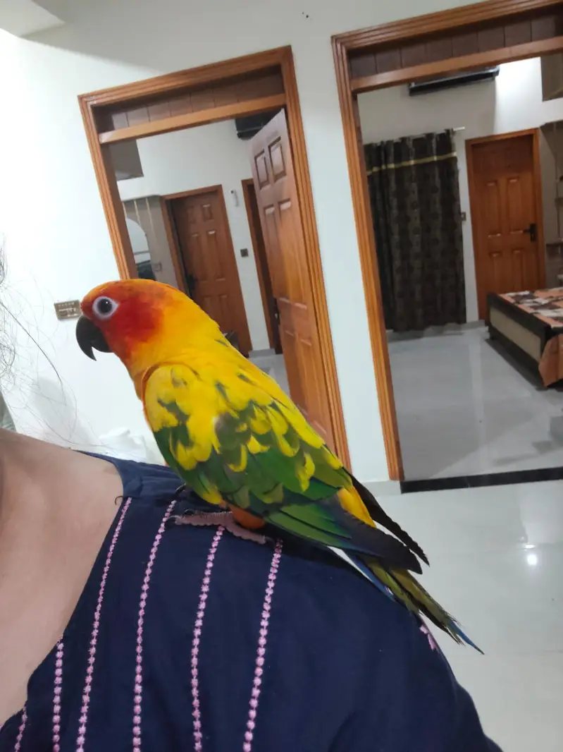 Sun Conure Hand tame — photo 3