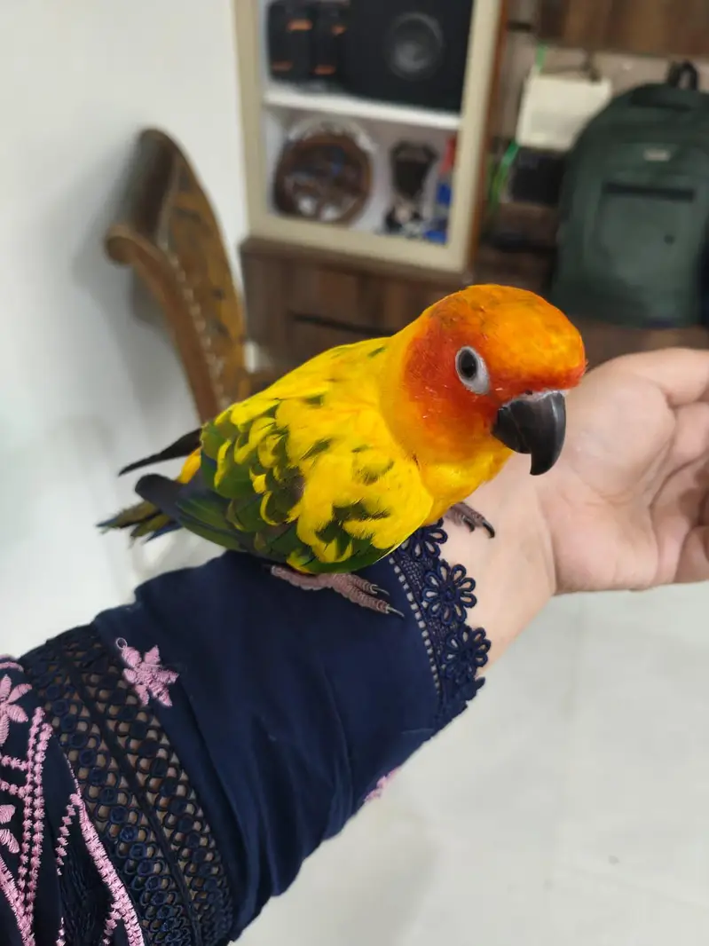 Sun Conure Hand tame — photo 4
