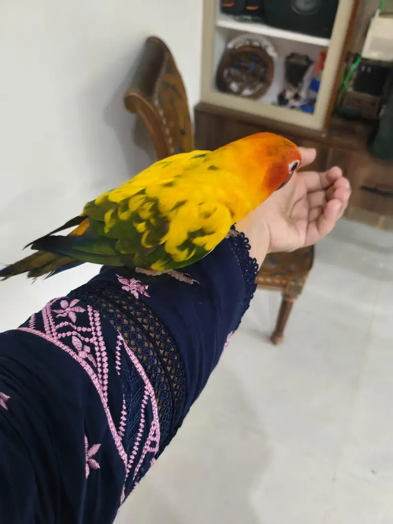 Sun Conure Hand tame — photo 5