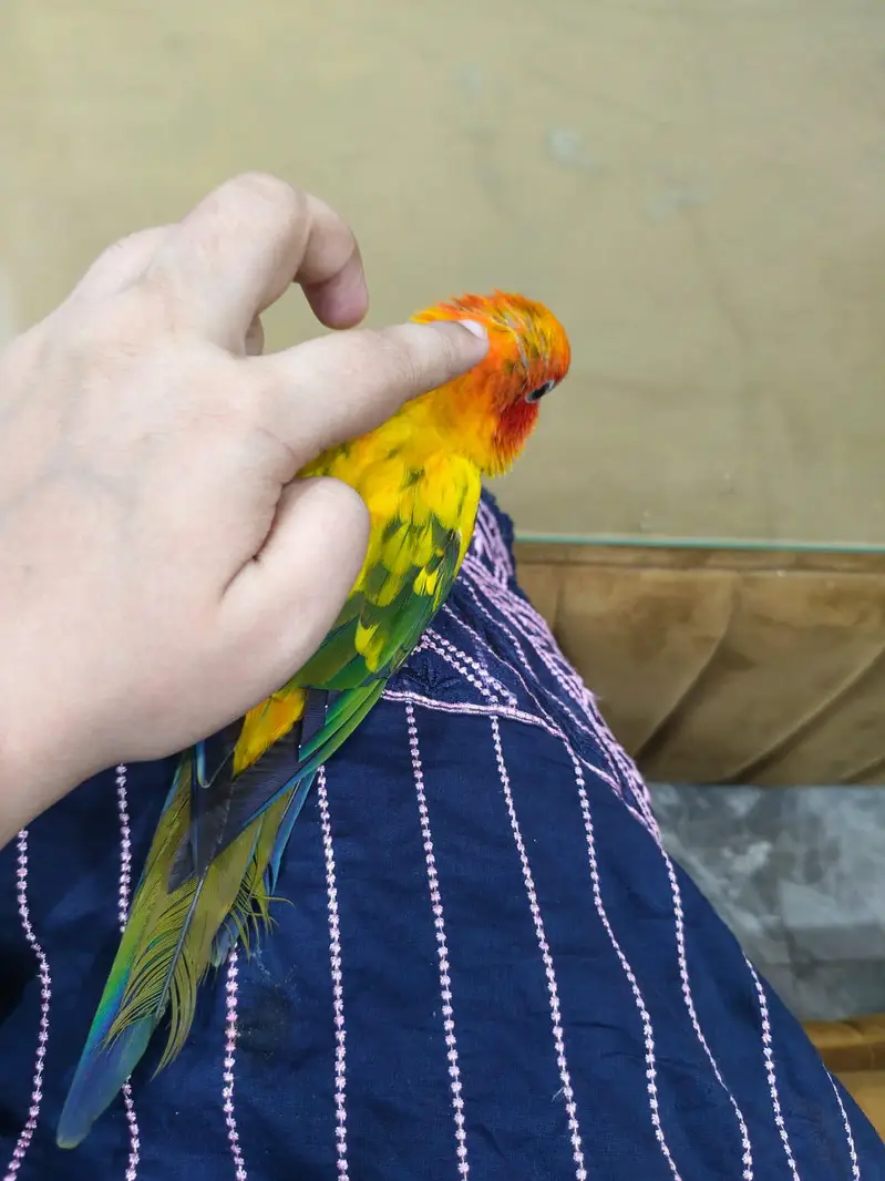 Sun Conure Hand tame — photo 6