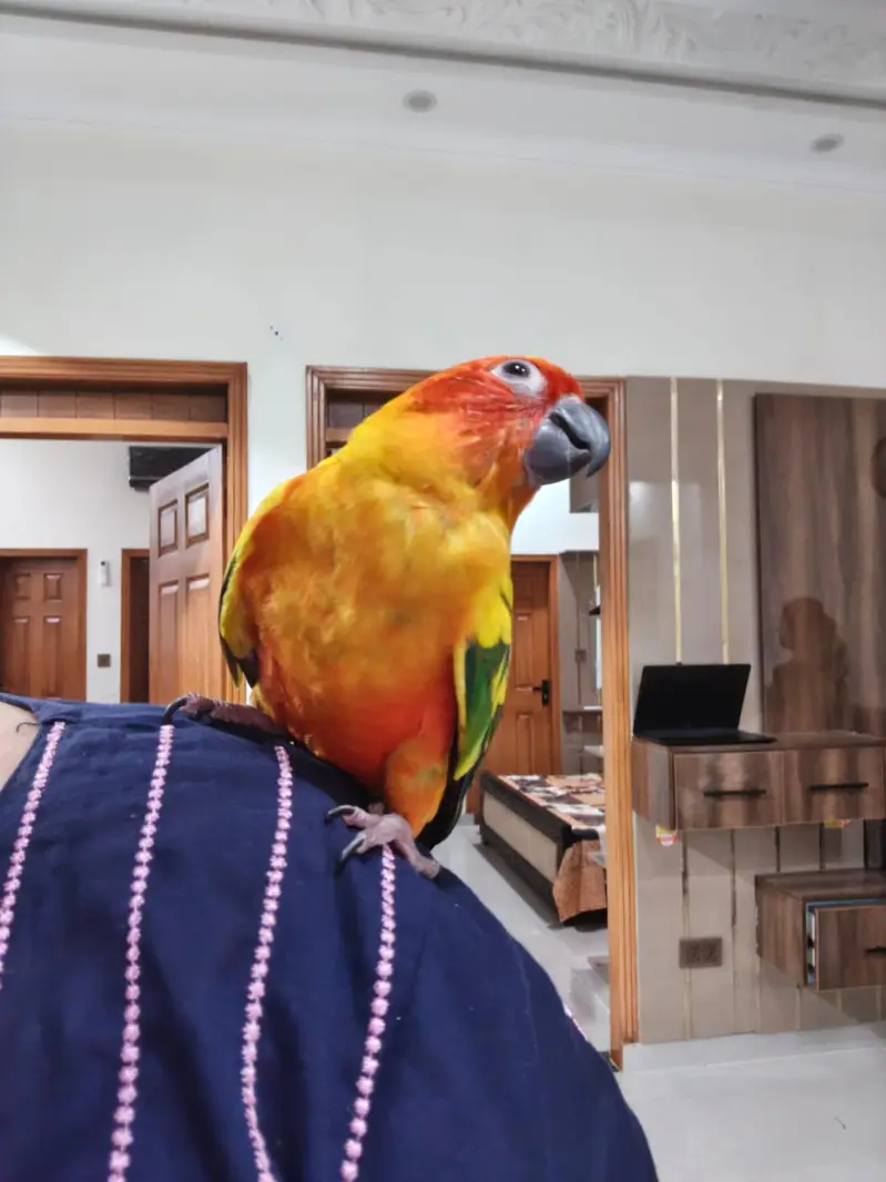 Sun Conure Hand tame — photo 7