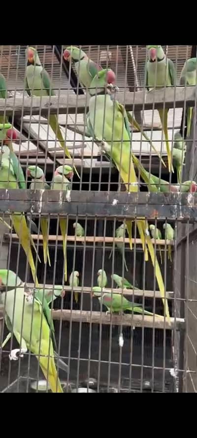 raw parrot pairs