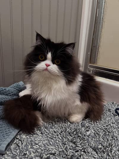 cat for sale 2 din ke andr contact kary shukrya