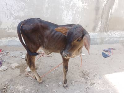 Baby Calf
