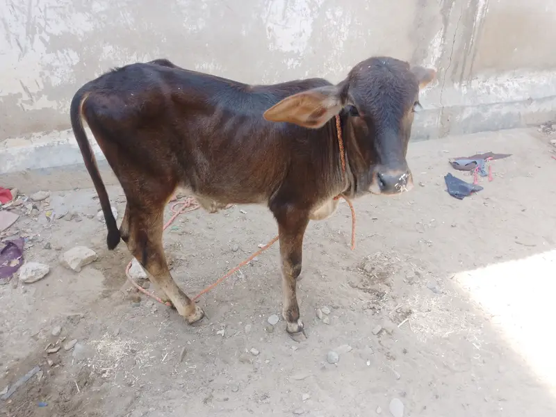 Baby Calf — photo 2
