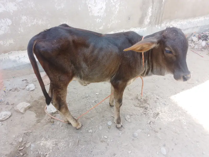 Baby Calf — photo 3