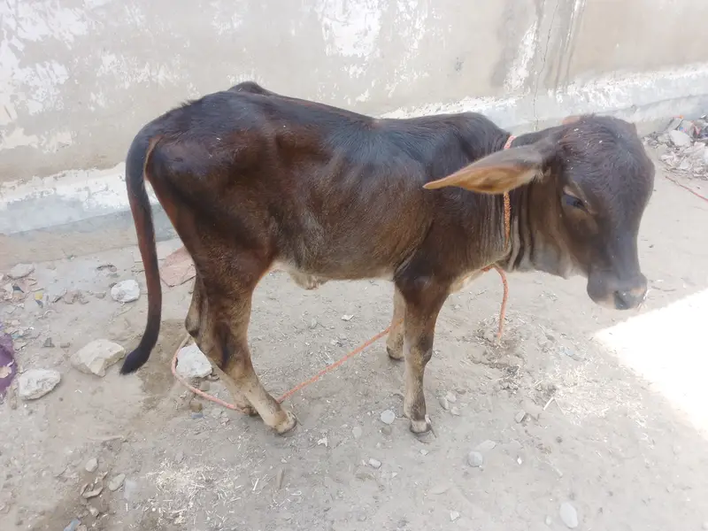 Baby Calf — photo 4