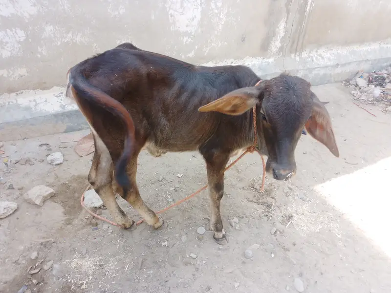 Baby Calf — photo 5