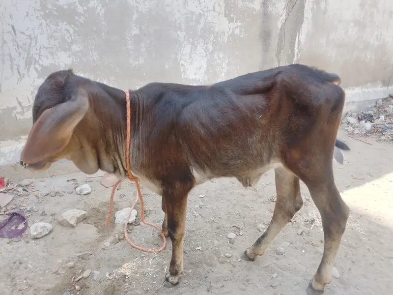 Baby Calf — photo 6