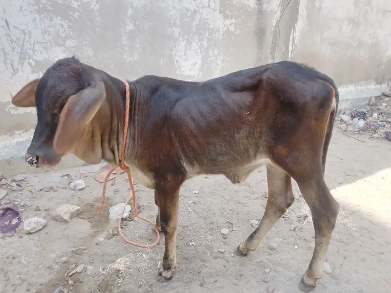 Baby Calf — photo 7