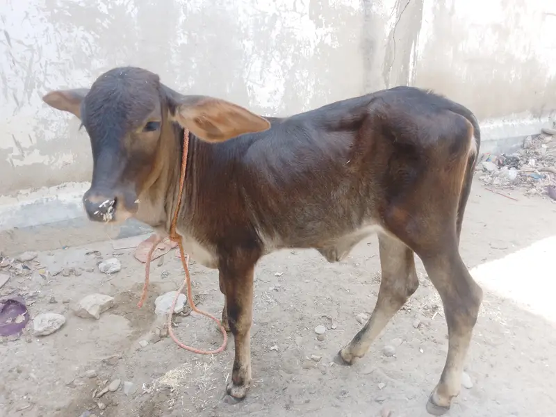 Baby Calf — photo 8