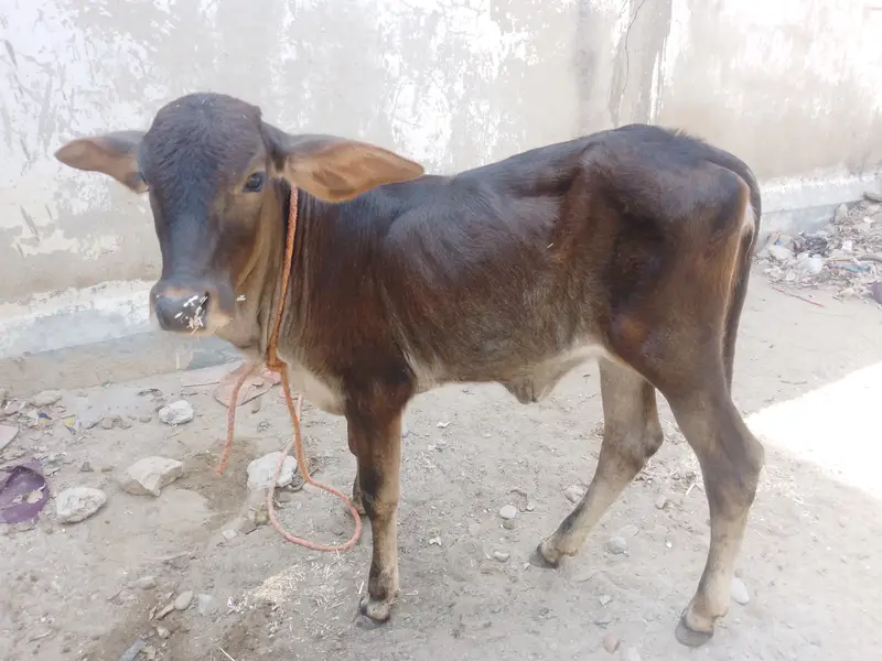 Baby Calf — photo 9