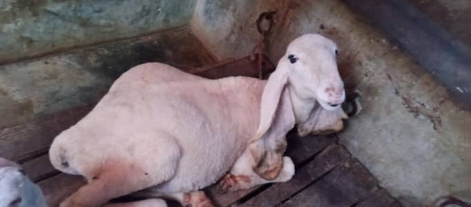 Khajla Sheep For sell