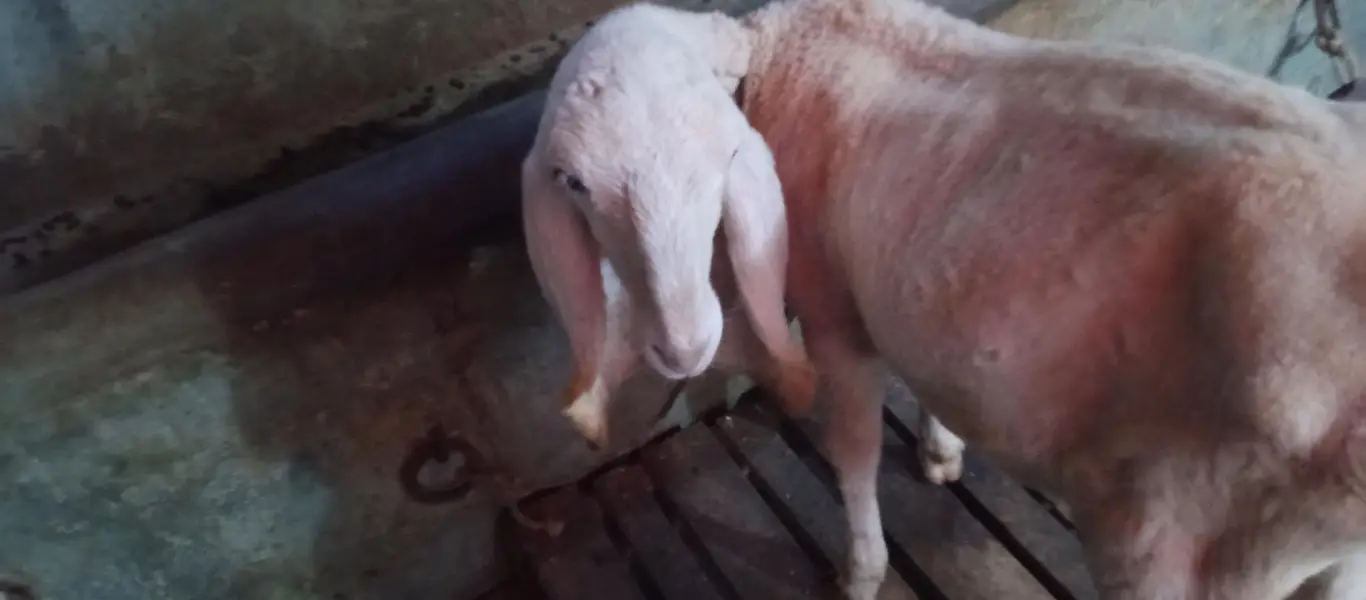 Khajla Sheep For sell — photo 2
