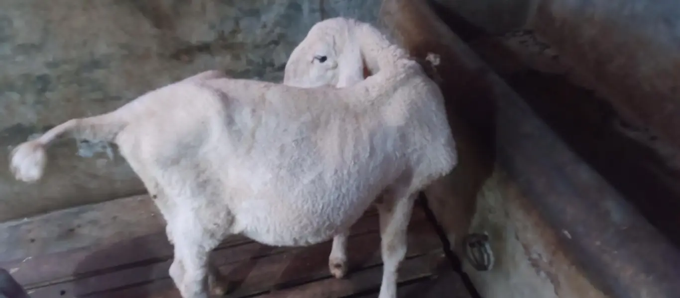 Khajla Sheep For sell — photo 3