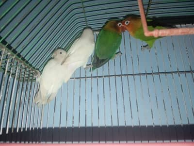 lovebird and albino pair