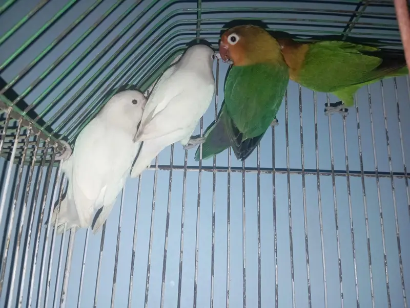 lovebird and albino pair — photo 2