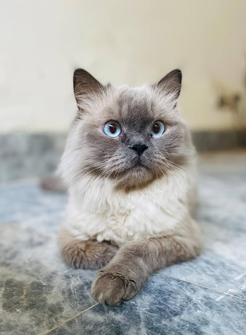 Cat selling 0