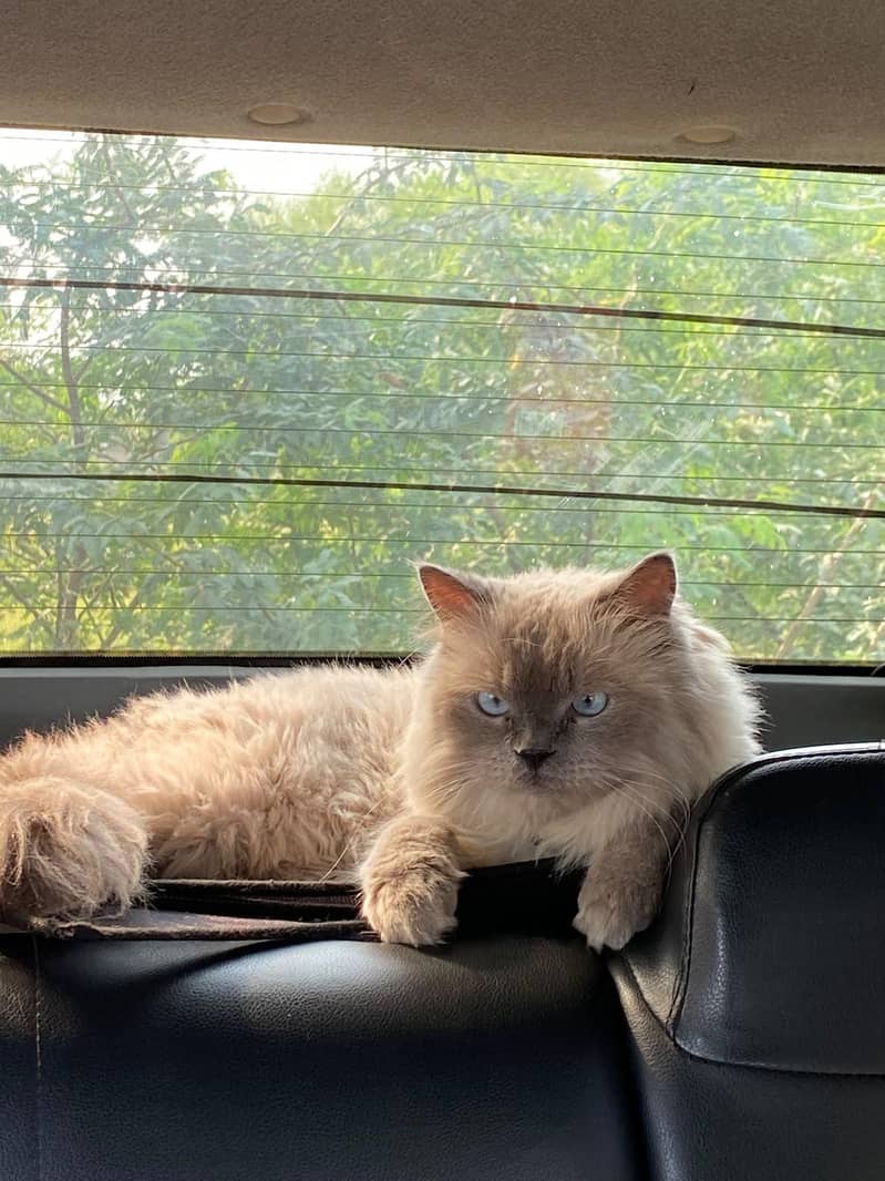 Cat selling 1