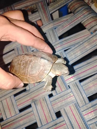 turtle