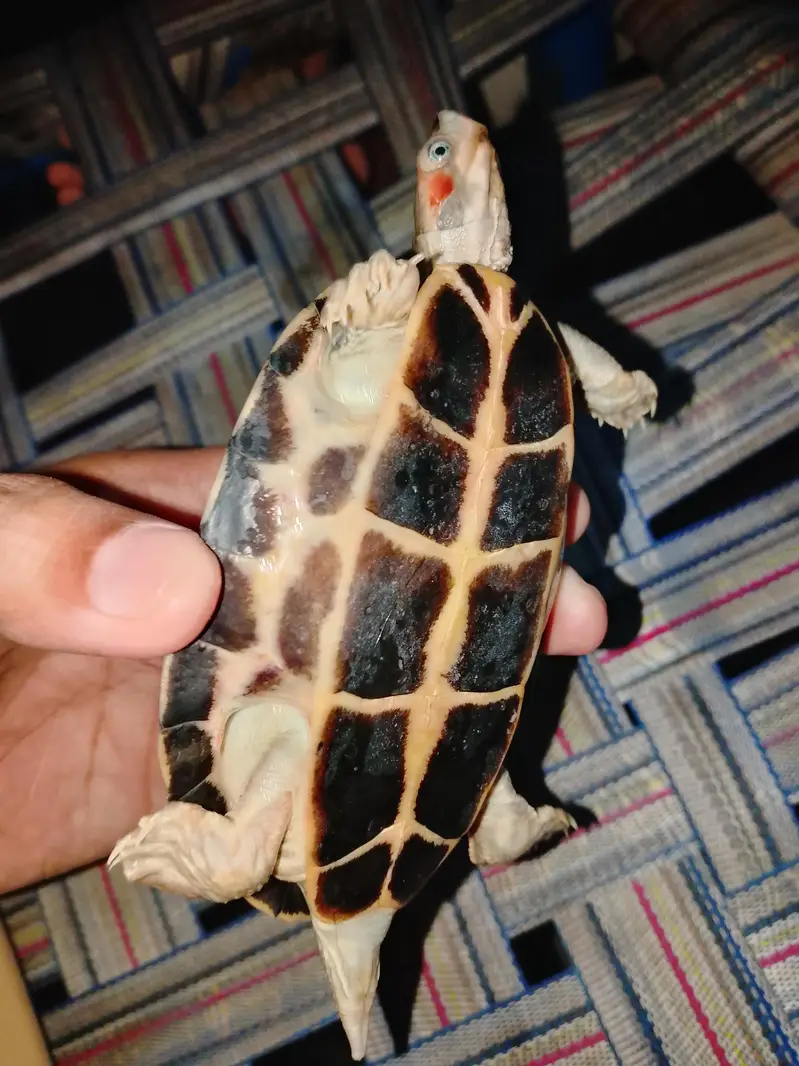 turtle — photo 2
