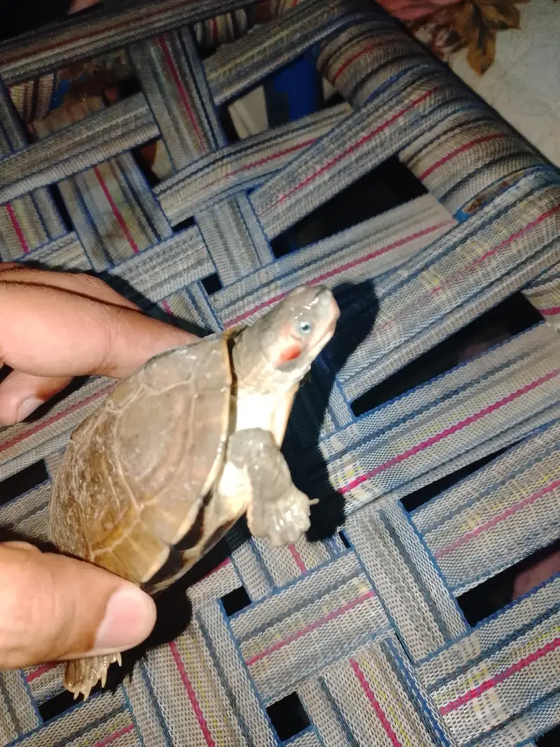 turtle — photo 3