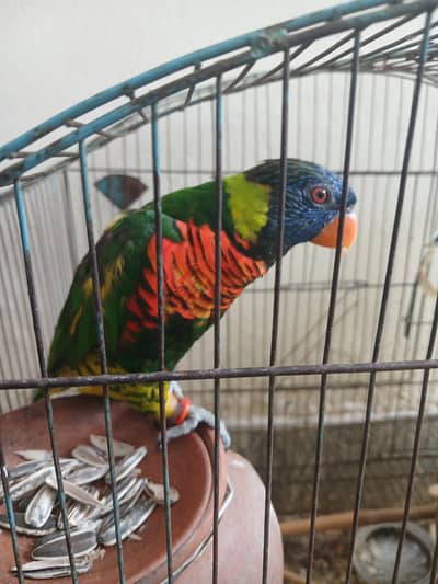 Sale and breeding both options