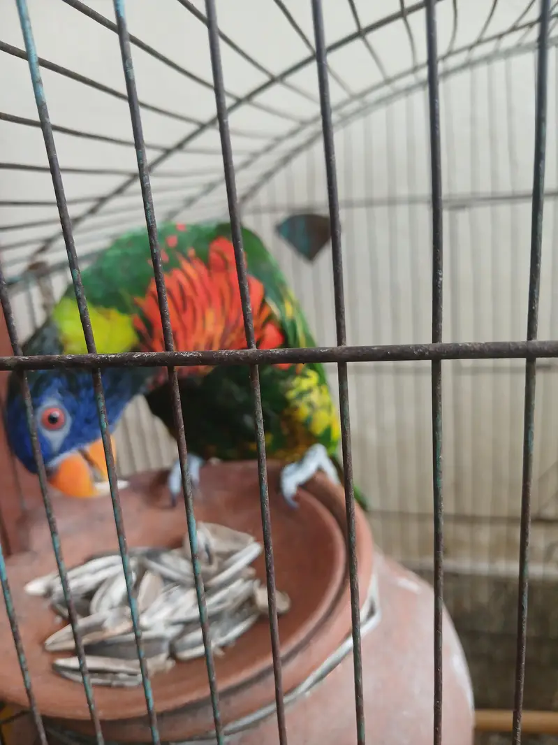 Sale and breeding both options — photo 2