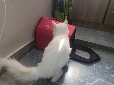 Persian Cat 6 months