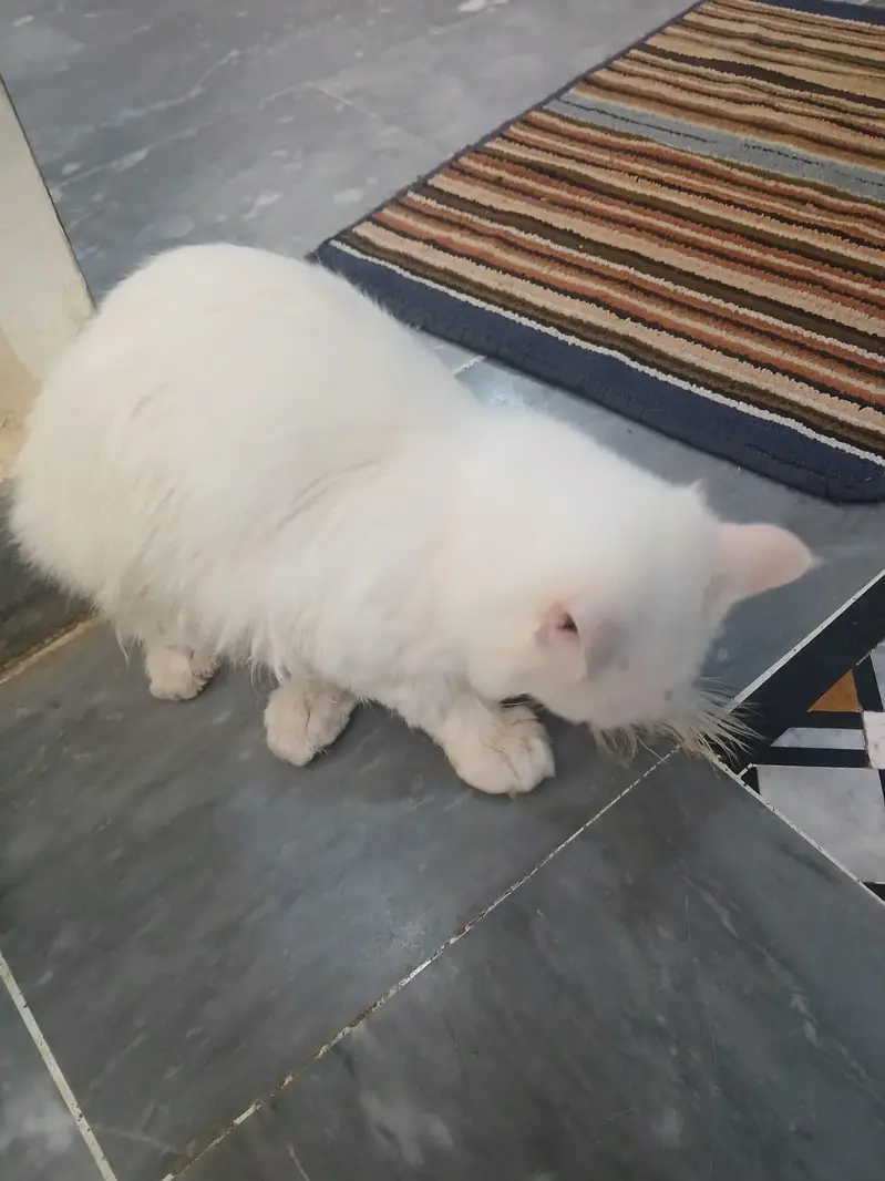 Persian Cat 6 months — photo 2