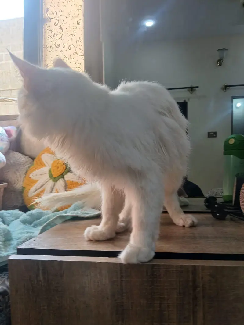 Persian Cat 6 months — photo 3