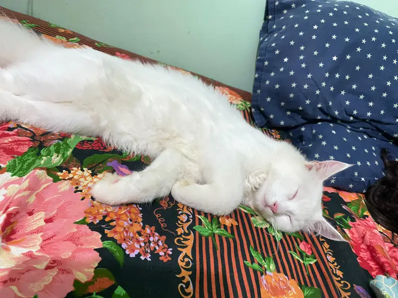Persian Cat 6 months — photo 4