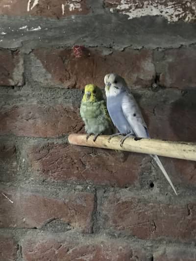 Australian/ budgie breeder pair